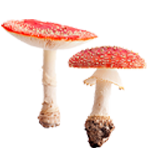 Amanita Mushrooms