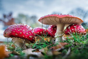 Amanita Muscaria Mushrooms